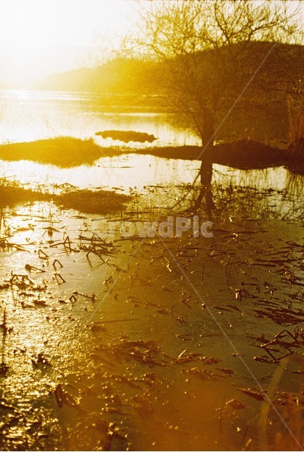 우포늪,자연,필름사진,아침,새벽,빛,나무,자연,풍경,nature,landscape,outdoors,옥외,land,땅,water,물,light,flare,플레어,sunlight,햇빛