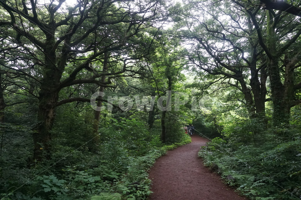 비자림,숲속,숲길,열대성,통로,정원,garden,식물,자연,plants,nature,나무,trees,wood