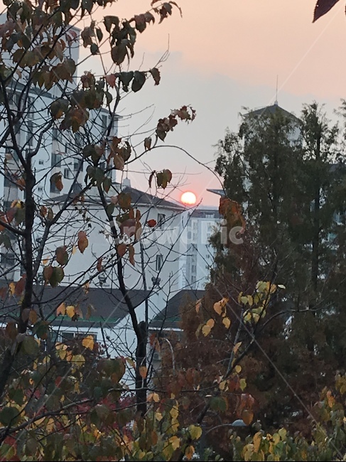 태양,노을,가을,감성사진,자연,가을,계절,fall,autumn,season,식물,자연,plants,nature,나무,trees,wood