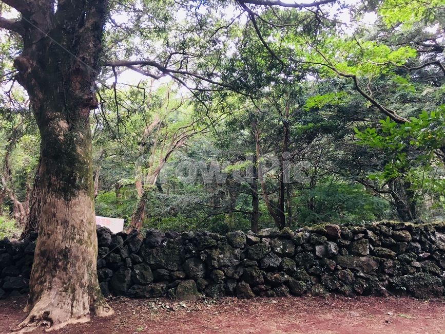 비자림,제주도,나무,숲,가지,초록,그린,자연,풍경,nature,landscape,tree,plant,식물