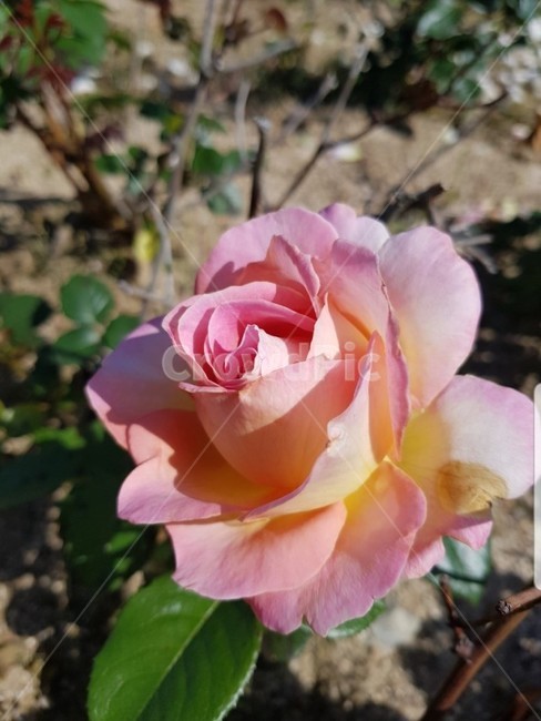 꽃,rose,장미,식물,flower,분홍꽃,꽃,flower