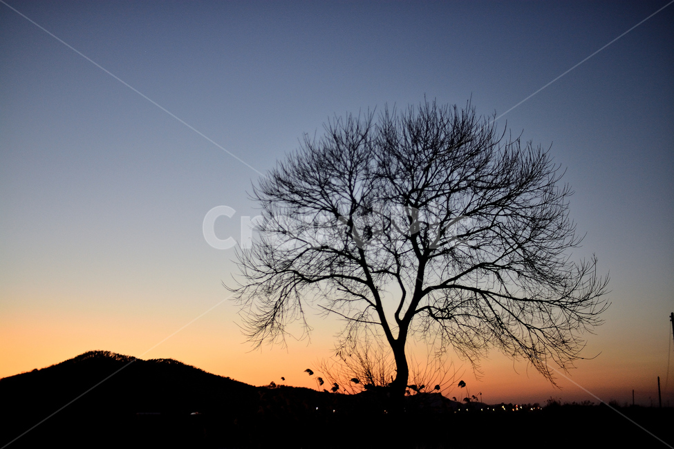 석양,풍경,야경,나무,노을,저녁,자연,자연,풍경,nature,landscape,실루엣,그림자,silhouette,shadow,outdoors,옥외,sky,하늘,dusk,황혼,sunset,일몰,dawn,새벽,red sky,붉은 하늘