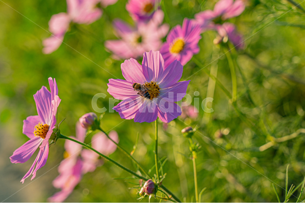시골,가을,코스모스,꽃,자연,식물,자연,plants,nature,꽃,flower,곤충,벌레,insect,bug