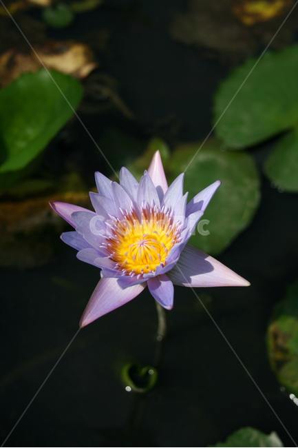 수련,식물,flower,plants,nature,꽃,수생식물,연못,식물,자연,plants,nature,꽃,flower