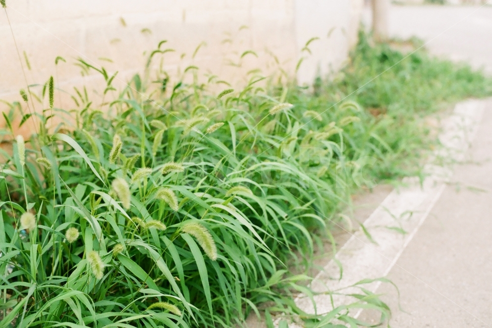 강아지풀,외떡잎식물,한해살이풀,풀,식물,필름사진,식물,자연,plants,nature