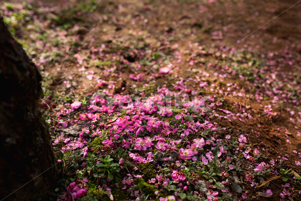홍매화,한국,꽃,감성,봄,핑크,분홍,매화나무,봄,계절,spring,season,꽃,flower,geranium,제라늄,blossom,plant,식물,petal,꽃잎
