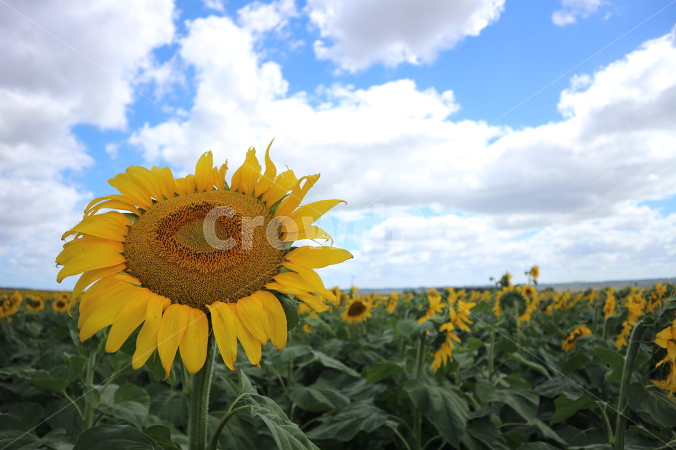 해바라기,노랑색,여름,해바라기밭,꽃,호주,sunflower,flower,field,landscape,yellow,summer,식물,자연,plants,nature,꽃,flower