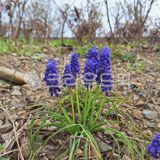 purple flower,wildflowers,Muscari,flower