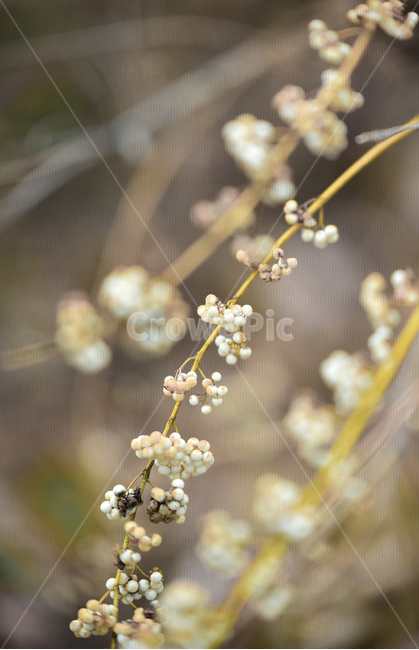 plant,식물,flower,blossom,꽃,apiaceae,양봉장과,과일,열매,fruit