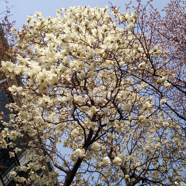 봄,목련,봄꽃,따뜻함,계절,springseason,자연,plants,nature,꽃나무,plant,식물,flower,blossom,꽃