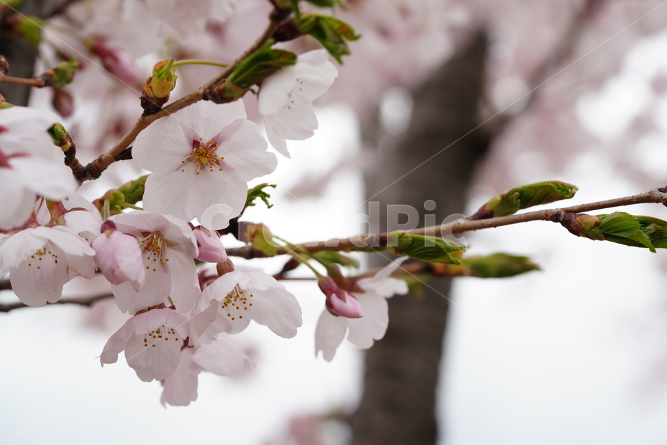 벚꽃,꽃,계절,봄,봄꽃,플라워,flower,날씨,화이트,흰색,하얀색,생명,생물,나무,느낌,감성,봄,계절,spring,season,식물,자연,plants,nature,꽃,flower,plant,blossom,cherry blossom