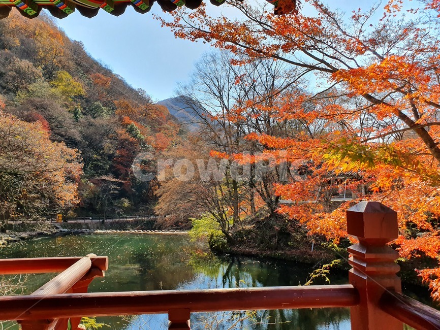 백양사,자연,쌍계루,단풍나무,가을풍경,가을,계절,fall,autumn,season,자연,풍경,nature,landscape