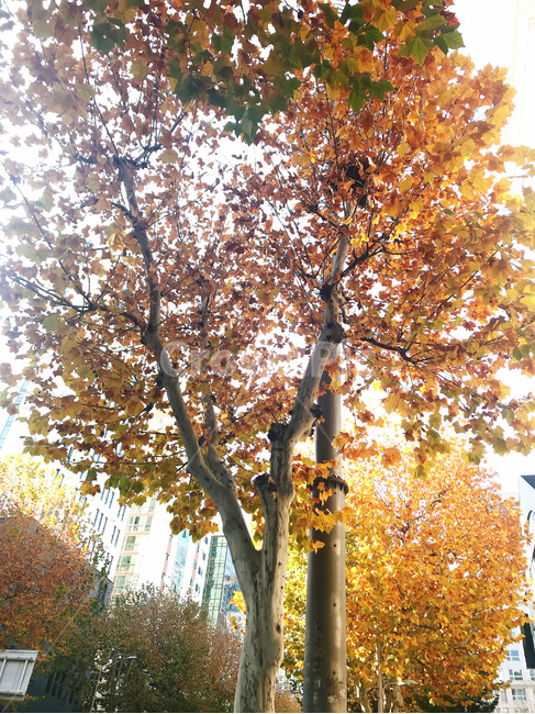 plant,식물,tree,나무,treetrunk,나무줄기,가을,autumn,갈색,brown,가로수,노란,yellow,streettrees,건물,builing