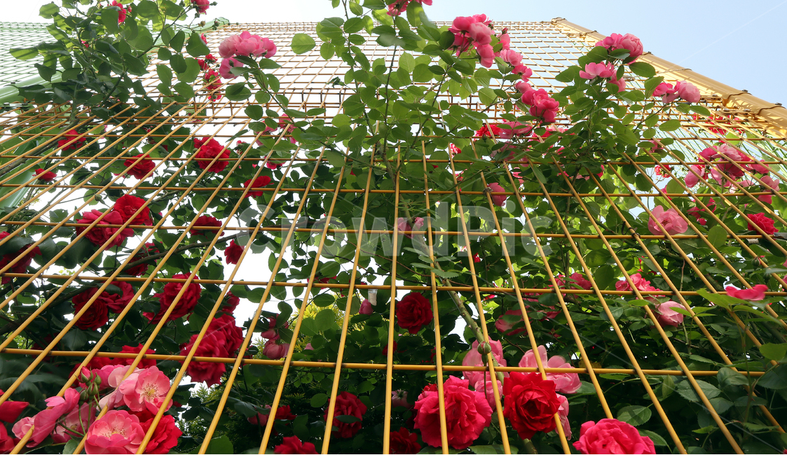 꽃,식물,장미,장미넝쿨,플라워,식물,자연,plants,nature,꽃,flower