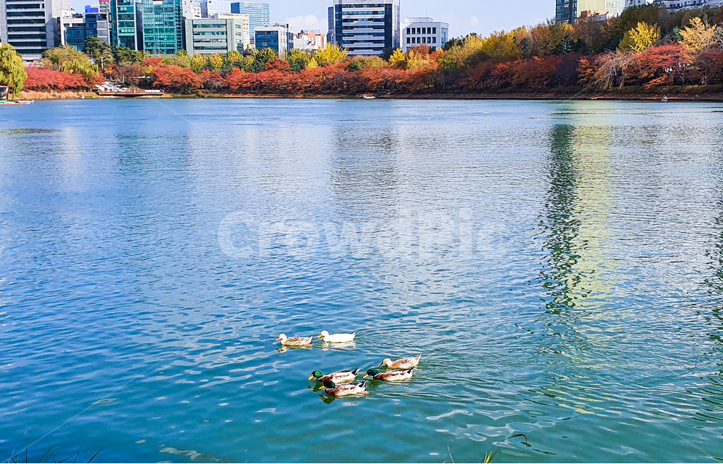 오리,가족,오리가족,호수,석촌호수,호숫가,물,수변,수면,헤엄,동물,조류,새,잠실,서울,풍경,경치,경관,도심공원,호수공원,청둥오리,화목한,청명한,파란하늘,구름,하늘,단풍,가을,고층빌딩,도시,풍경,city,landscape,조류,새,birds