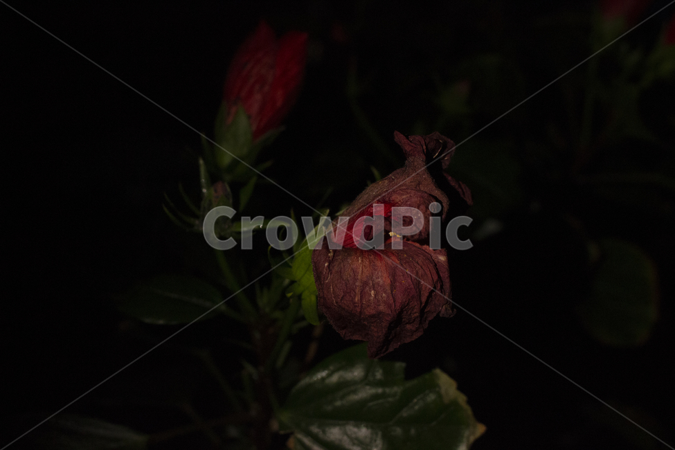 장미,흑장미,어두운장미,마른장미,말린장미,로우키,식물,자연,plants,nature,꽃,flower