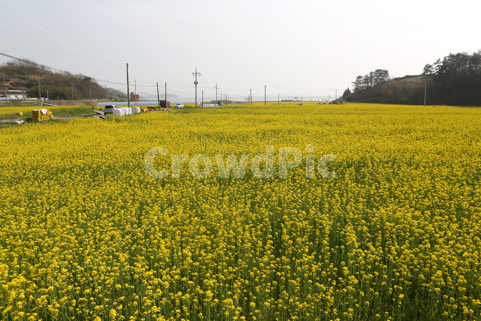 풍경,유채꽃,봄,노란색,남녘의봄,봄,계절,spring,season,자연,풍경,nature,landscape,grassland,목초지,field,들,outdoors,옥외,rural,농촌,farm,농장,meadow