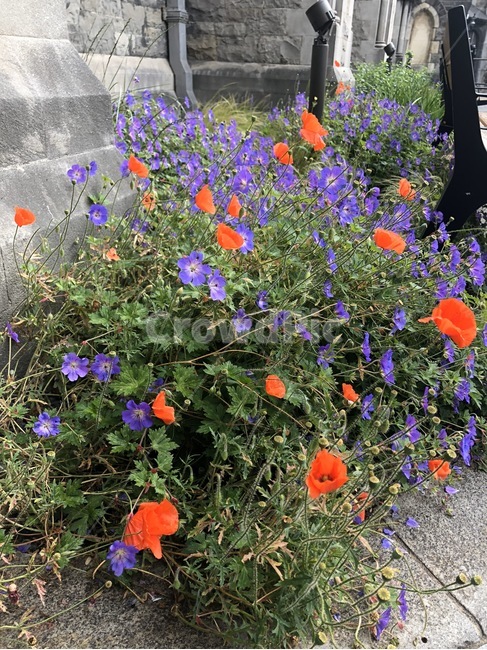 식물,꽃,양귀비,flower,blossom,plant,빨간꽃,보라꽃