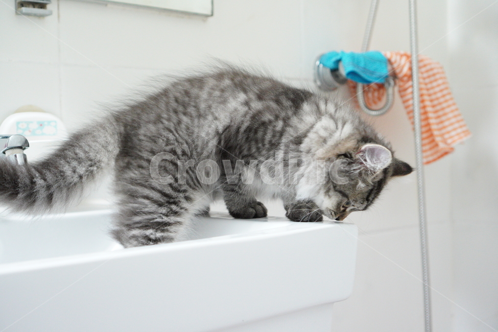 고양이,어리고양이,아기고양이,페르시안고양이,반려묘,냥이,동물,animal,포유류,mammal,고양이,cat,kitten,kitty