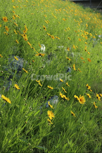 금계국,노랑,봄,풍경,아침,빛,식물,자연,plants,nature,꽃,flower