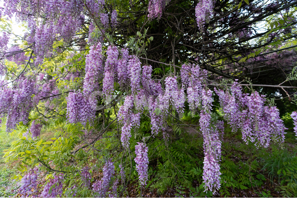 등나무꽃,등꽃,자연,wisteria,flower,하늘,구름,sky,식물,자연,plants,nature,꽃,flower