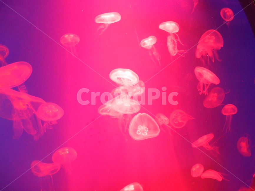 해파리,해산물,바다생물,동물,해양생물,동물,animal,색깔,색상,색채,색감,color sense,color sensitivity,feeling of color