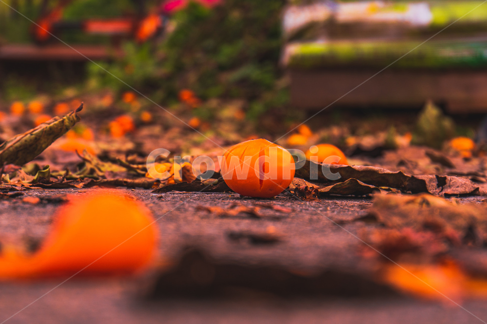 plant,식물,food,음식,감,가을,낙엽,감성,가을,계절,fall,autumn,season,과일,열매,fruit