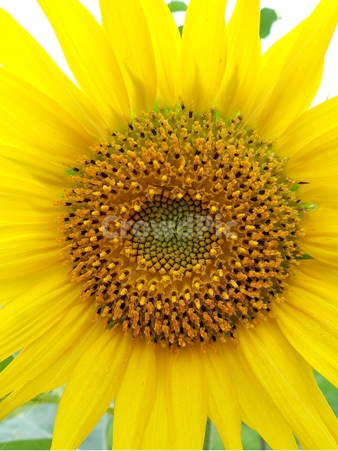이니,해바라기,노란색,꽃,여름,태양,sunflower,sun,mini,yellow,flower,summer