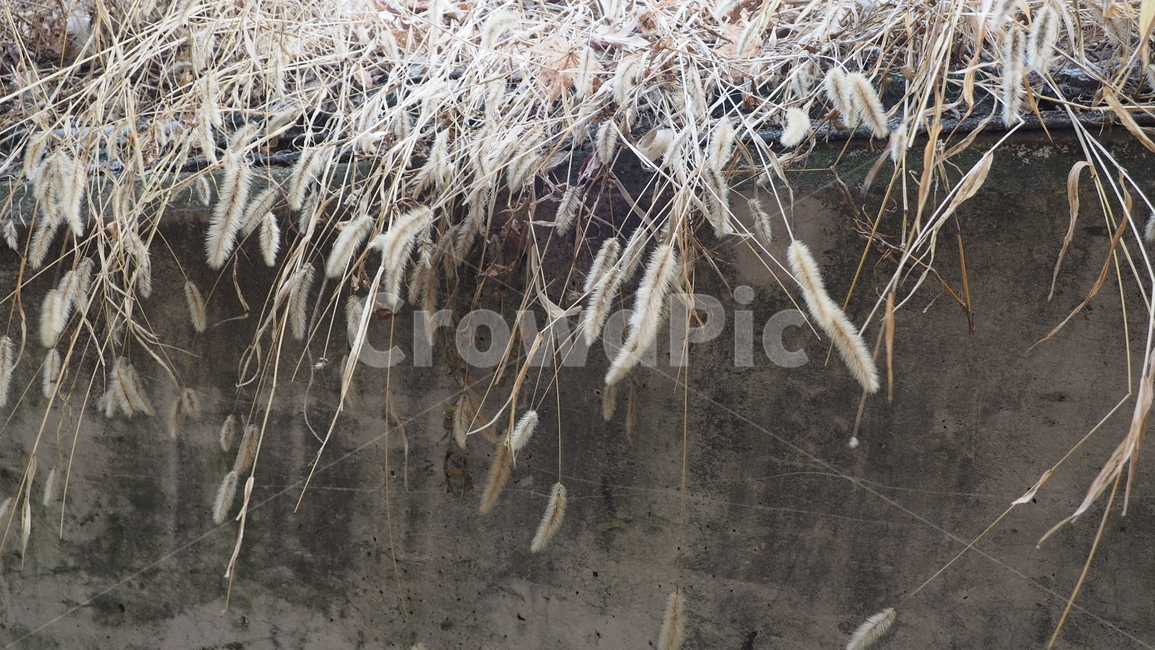 식물,자연,야외,plant,nature,greenfoxtail,outdoors,강아지풀