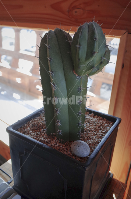 plant,식물,선인장,화분,green,초록