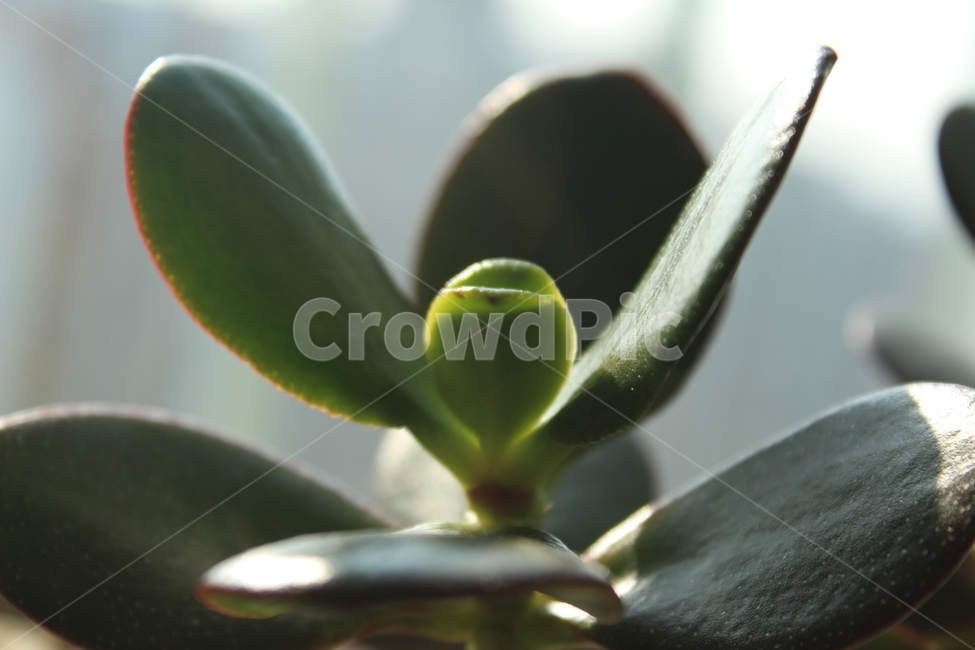 식물,plant,잎,leaf,green
