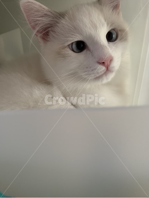 냥이,캣,포유류,pet,고양이,animal,동물,cat,랙돌,ragdoll,동물,animal,포유류,mammal,고양이,cat,kitten,kitty