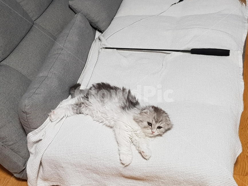 침상,베개,방석,고양이,냥이