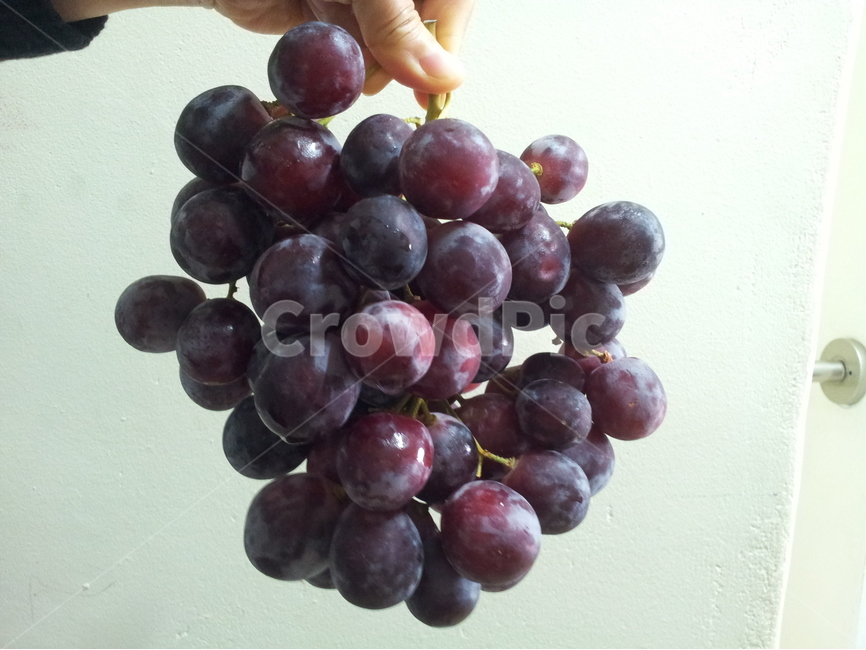 포도,적포도,한송이,과일,손,수확,음식,식재료,요리,food,cook,meal,dishes,food reserves,과일,열매,fruit