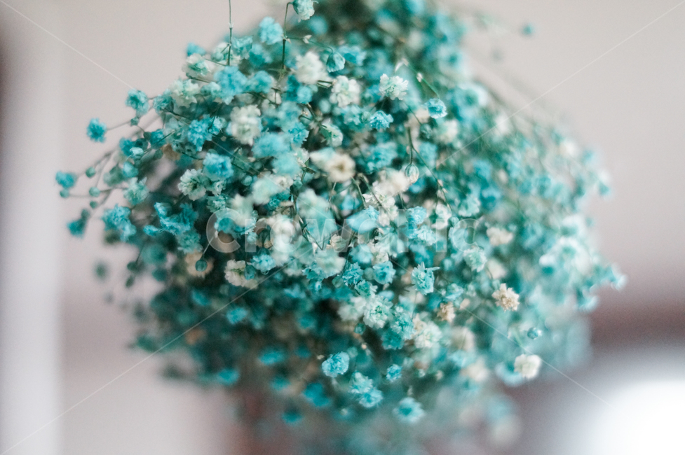 안개꽃,꽃,꽃다발,color,색깔,축하꽃,꽃,flower