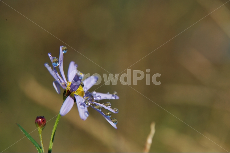 꽃,하얀꽃,아침,이슬,아침이슬,쑥부쟁이,가을꽃,수분,햇살,식물,자연,plants,nature,꽃,flower