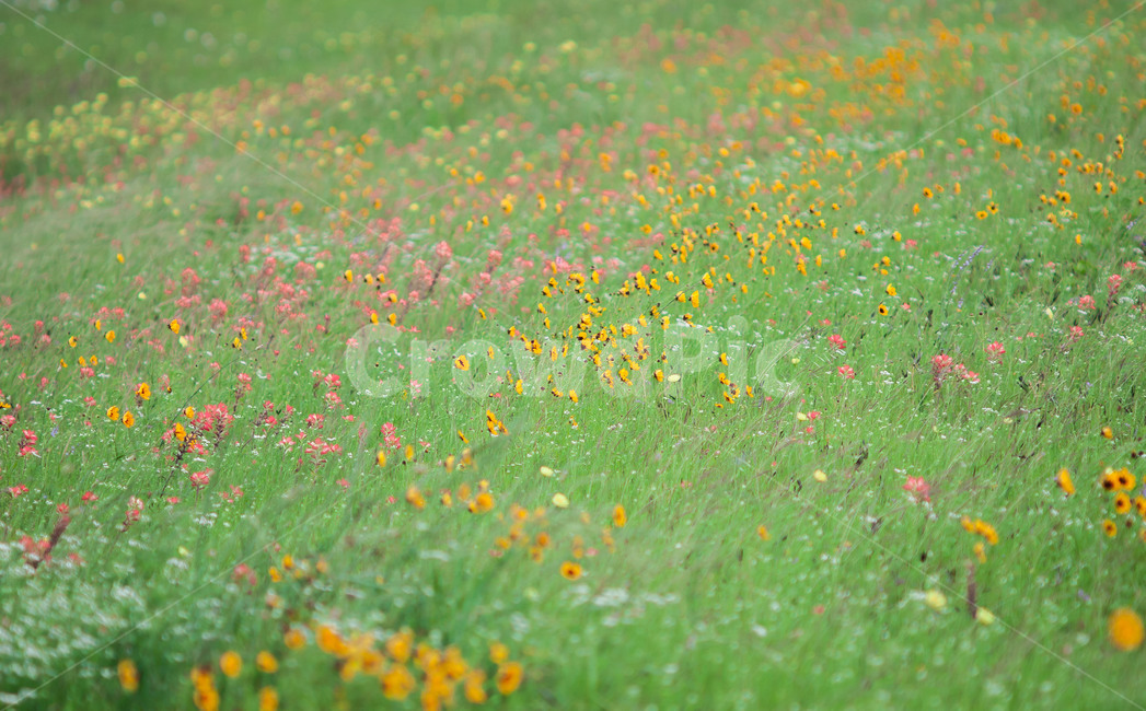 outdoors,옥외,grassland,farm,자연,한지방,countryside,field,들,nature,rural,목초지,식물,자연,plants,nature,꽃,flower