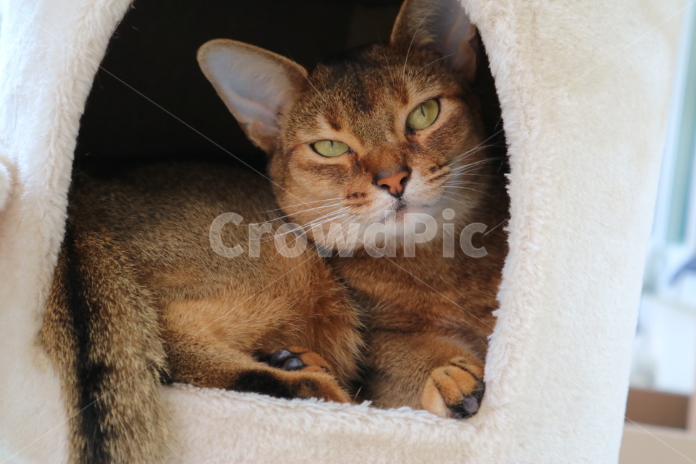 고양이,동물,반려동물,아비시니안,감성,cat,동물,animal,포유류,mammal,고양이,cat,kitten,kitty