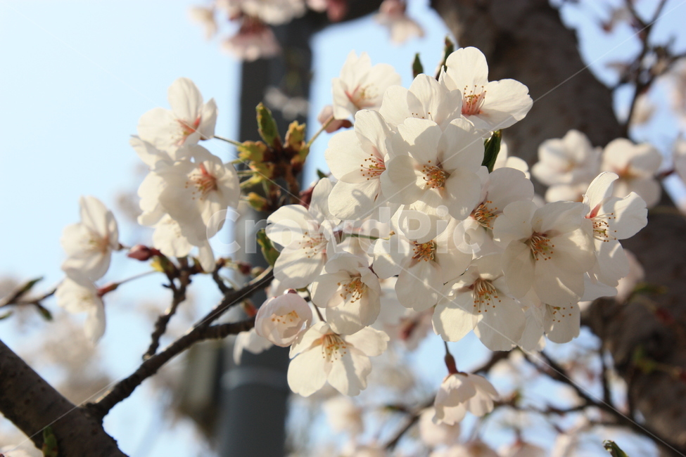 벚꽃,봄꽃,봄나들이,cherryblossom,서울숲,꽃,plant,식물,blossom,flower