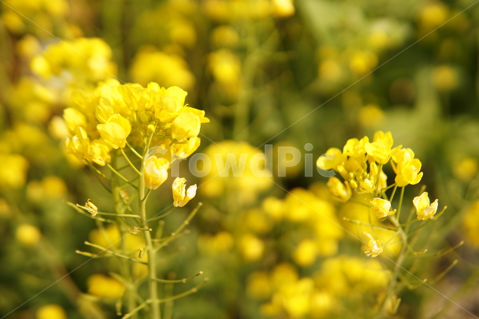 유채,꽃,제주,노랑,봄,식물,자연,plants,nature,꽃,flower