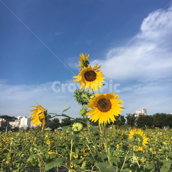 해바라기,꽃,노란색,하늘,풍경,자연,식물,자연,plants,nature,꽃,flower