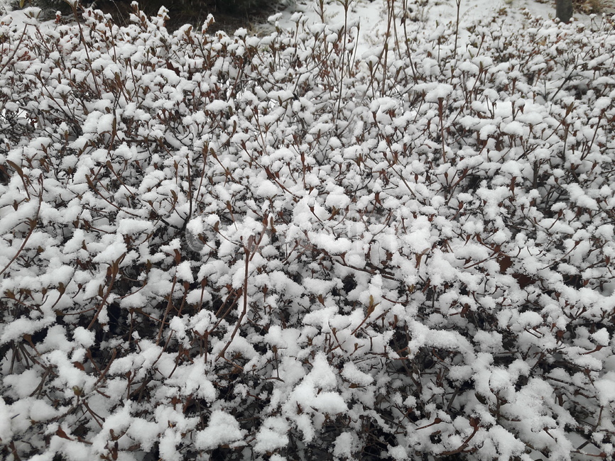 눈,겨울,풍경,겨울눈,겨울풍경,겨울,계절,winter,season,식물,자연,plants,nature