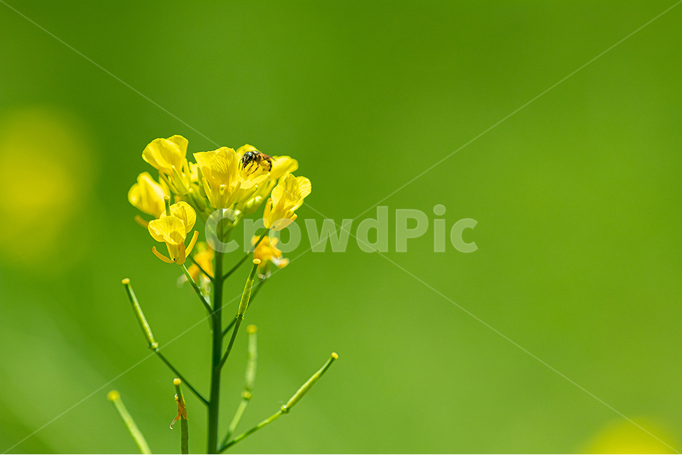 꽃,우채꽃,노랑,자연,감성사진,식물,자연,plants,nature,꽃,flower