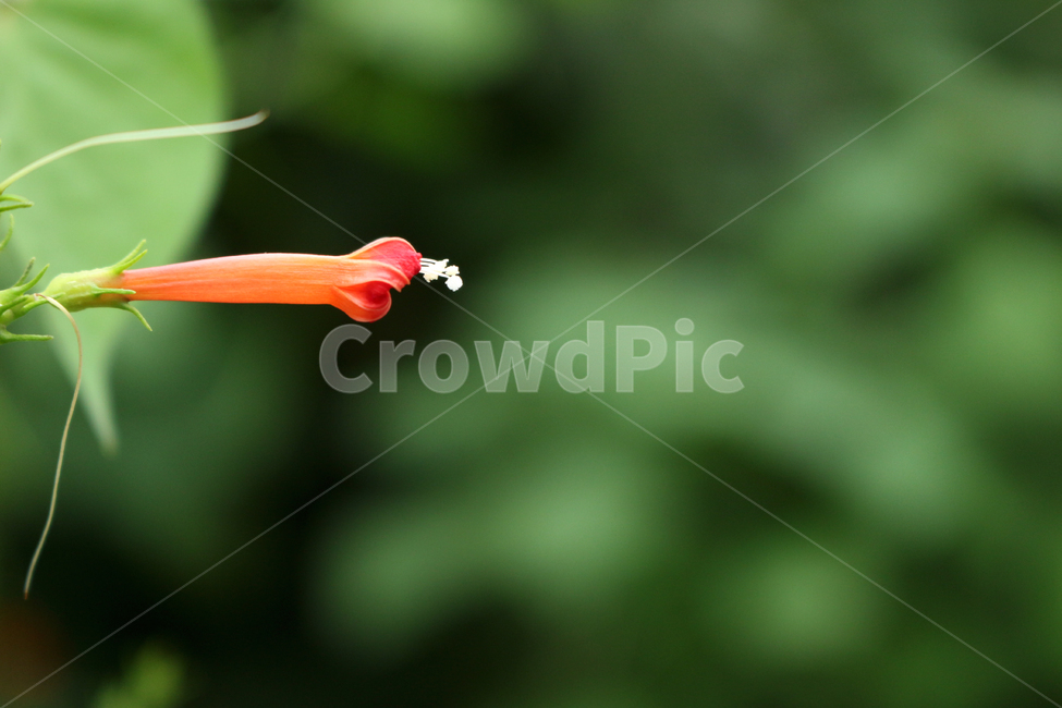 꽃,식물,flower,plant,야생화,식물,자연,plants,nature,꽃,flower
