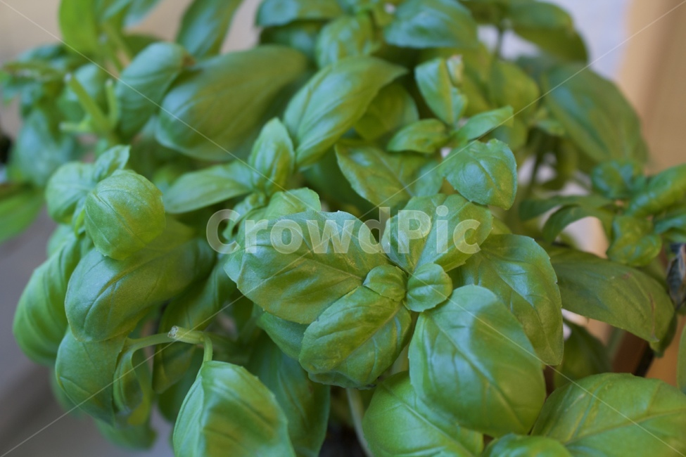 leaf,plant,식물,pottedplant,바질,허브