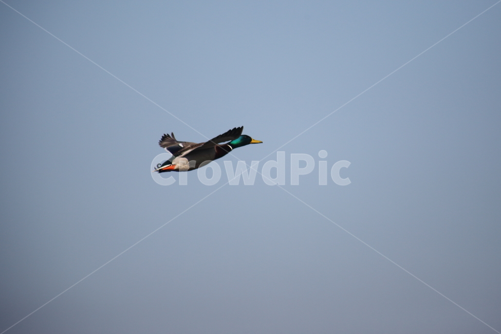 animal,동물,bird,새,청둥오리,오리,동물,animal,조류,새,birds