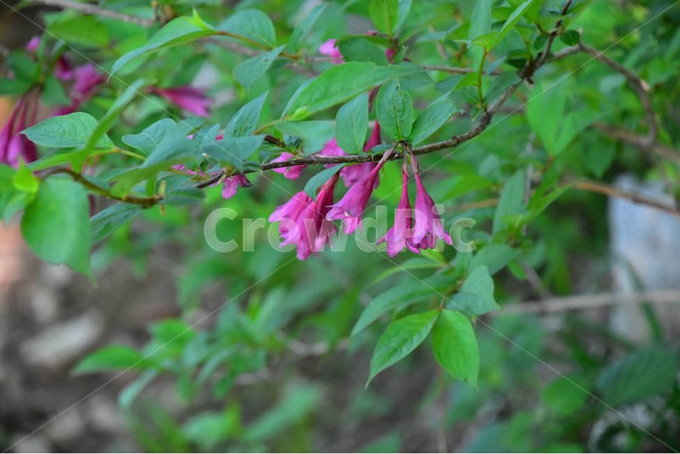 붉은병꽃나무,야생화,꽃,식물,자연,생태,플라워,flower,plants,nature,식물,자연,plants,nature,꽃,flower