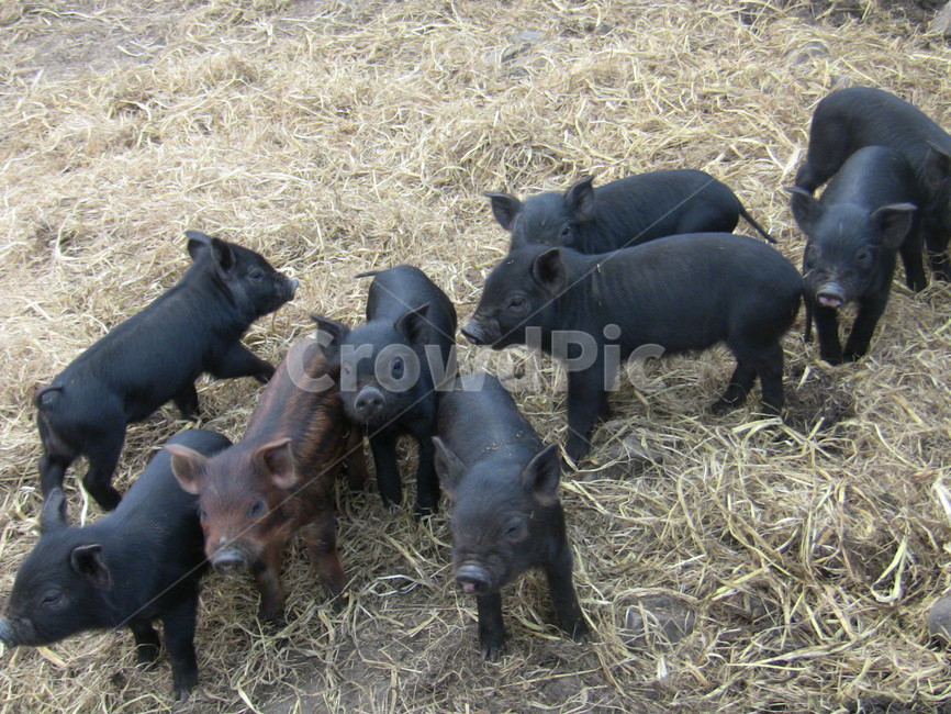 흑돼지,새끼돼지,돼지,동물,포유류,목축업,목장,livestock farming,ranching,pasture