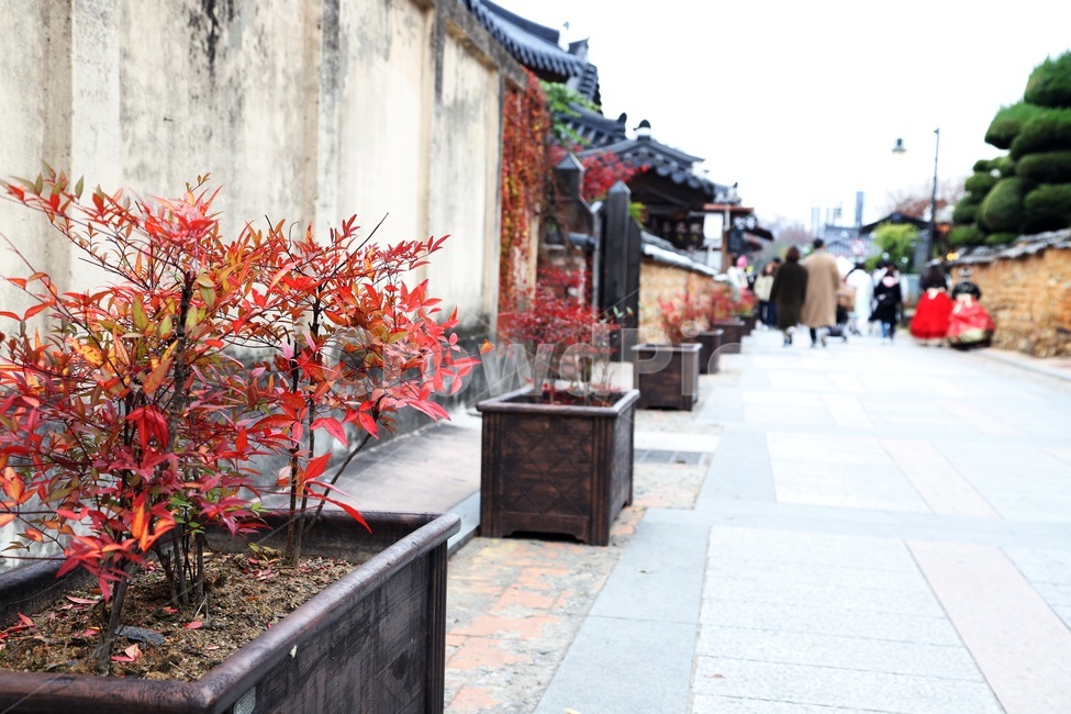 감성,한옥,골목,따뜻한,돌담,담쟁이,장독,마당,기와,풍경,식물,자연,plants,nature