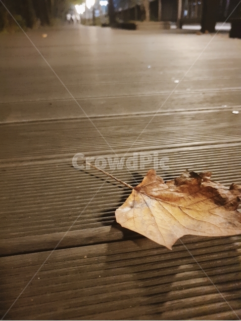 plant,식물,leaf,잎,가을,낙엽,가을,계절,fall,autumn,season